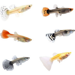 ΓΚΑΠΥ ΘHΛYΚΑ (mix) American Livebear Poecilia Reticulata Guppy Assorted Female, XL 4-4.5cm