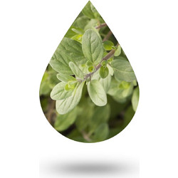 Μαντζουράνα-Marjoram oil - 10 ml