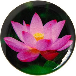 Water Lily