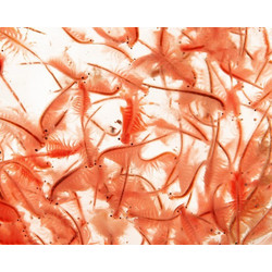 Lebendes Artemia 45 ml