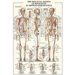 Puzzle Ricordi The Skeletal System 1000 Κομμάτια