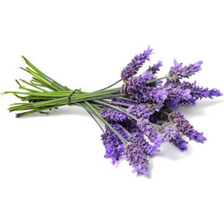 Άρωμα Λεβάντα 10ml Gaia Products