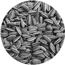 Harmony Ηλιόσπορος Ριγέ Μεγάλος 1kg Χύμα