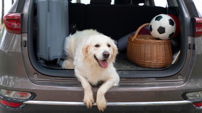 Pet Travel Essentials: Τι να πάρεις μαζί σου πριν το ταξίδι
